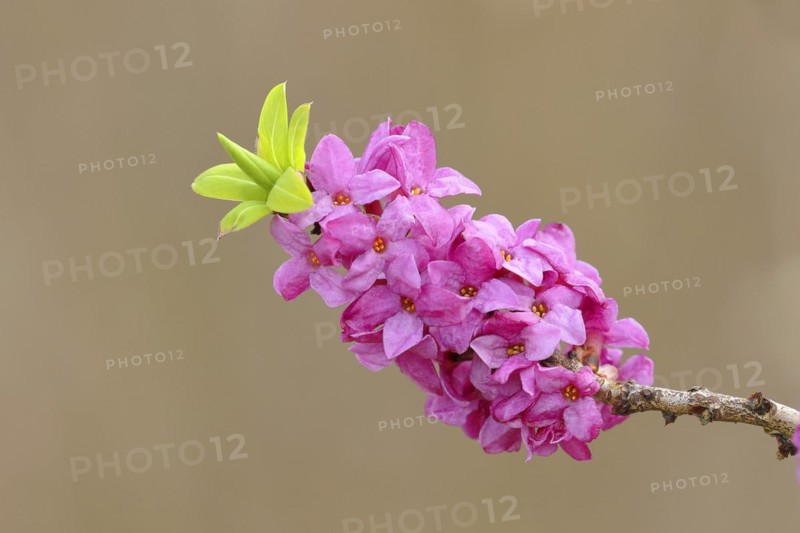 Daphne