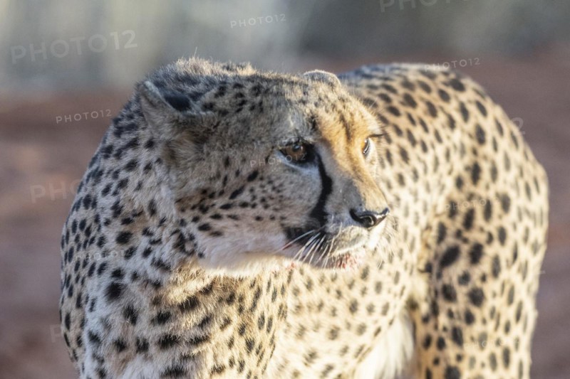 Cheetah
