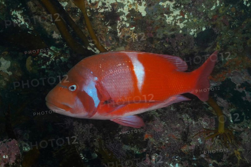 Red Roman sea bream