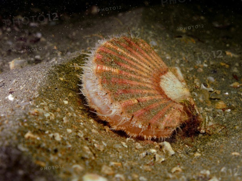 Scallop