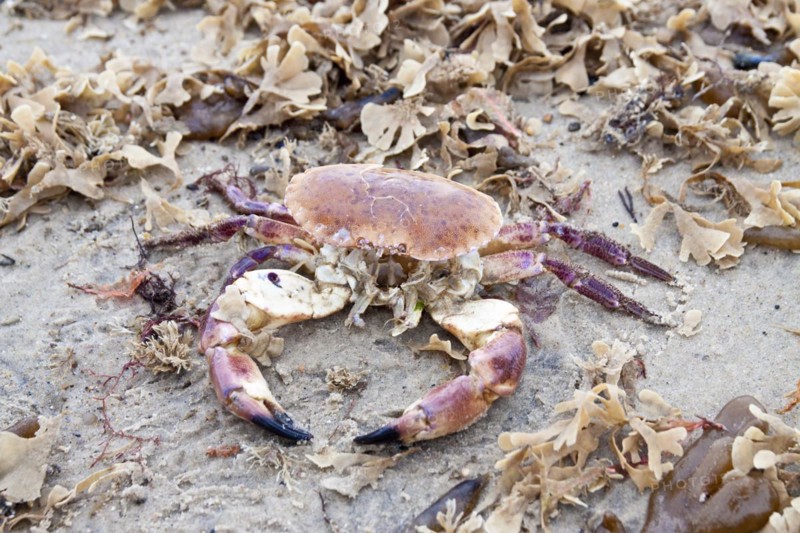 Crab on the beach