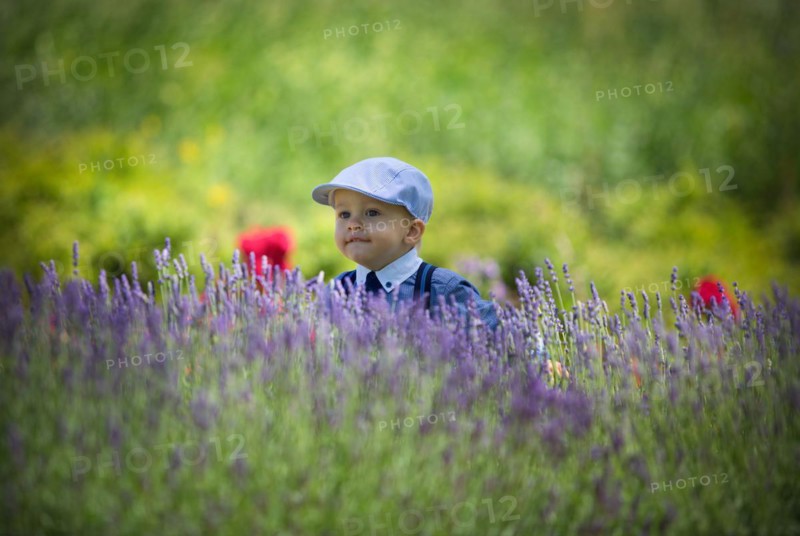 Beautiful little boy on a sunny day in a lavender field. Poland