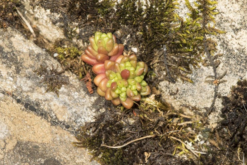 Dark stonecrop