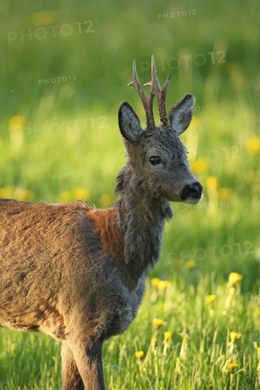 Roe deer