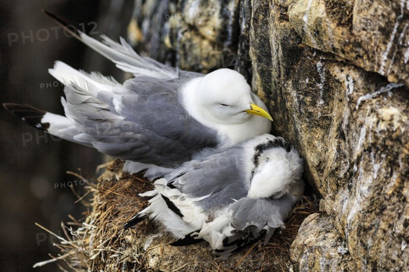 Kittiwake
