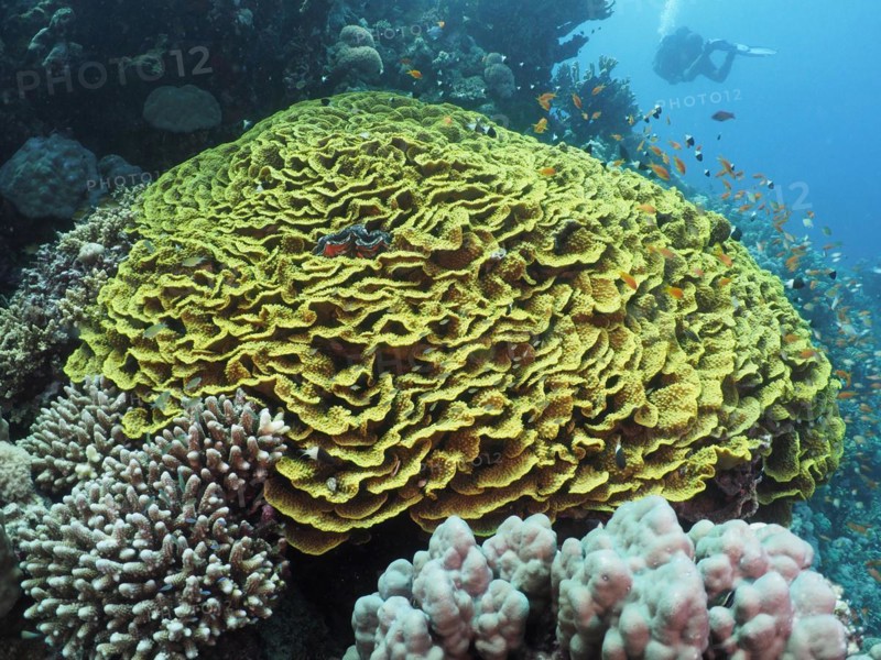 Yellow scroll coral