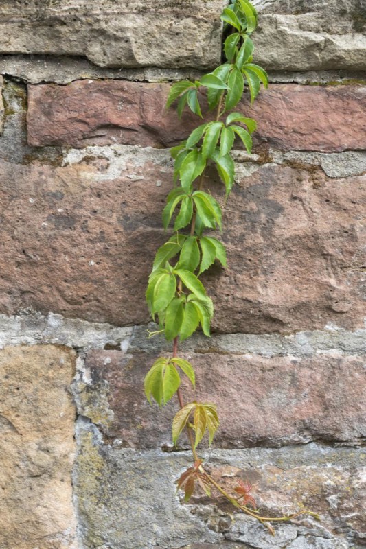 Wild vine