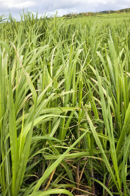 Plantation with young sugar cane