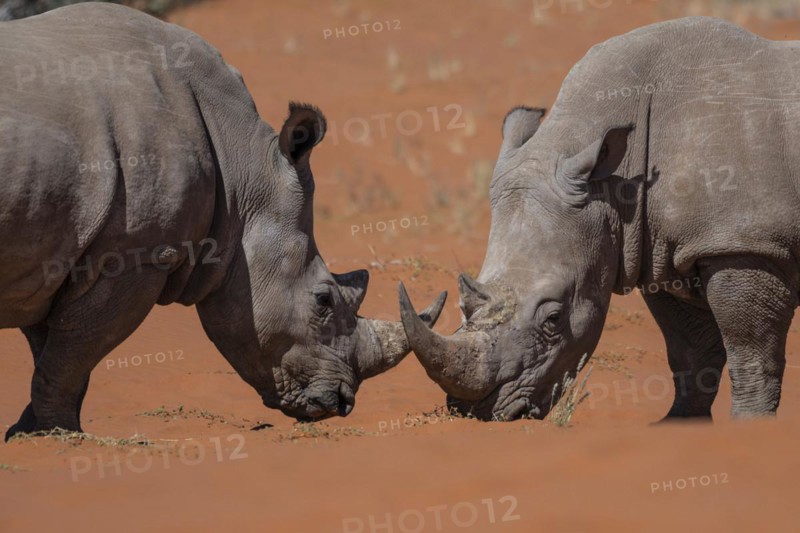 2 white rhinoceroses