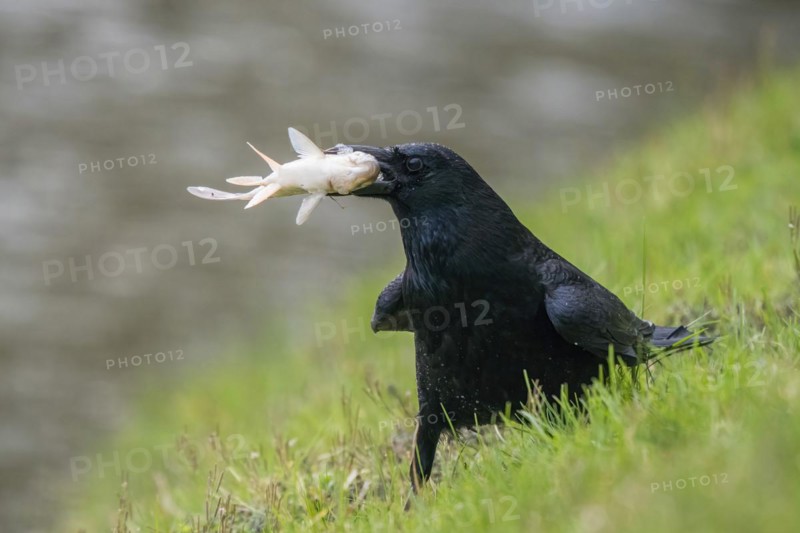 Carrion crow