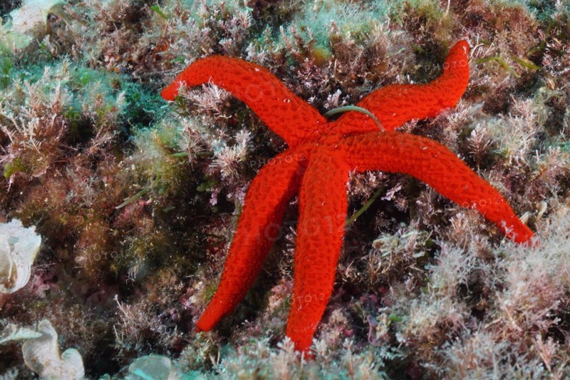 Orange starfish