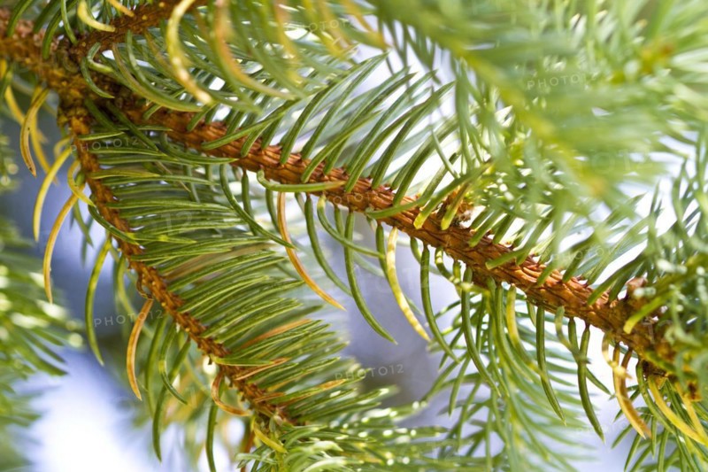 Fir