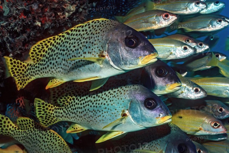 In the foreground pair of black spotted sweetlips