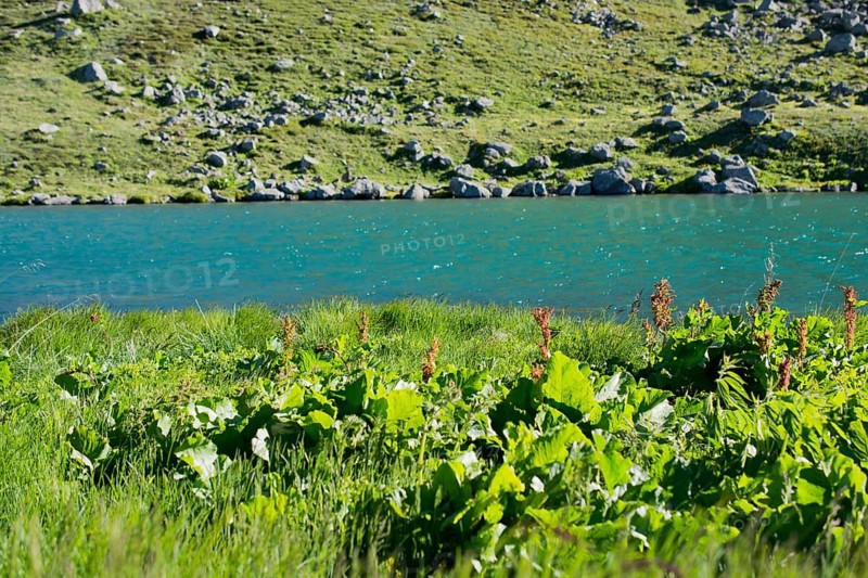 Highland lake in green natural background in Artvin province of Turkey