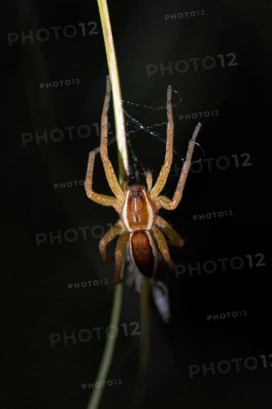 Raft spider