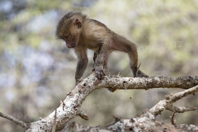 Olive baboon