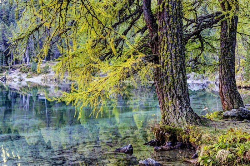 Yellow-coloured larches in autumn at Lake Palpuogna