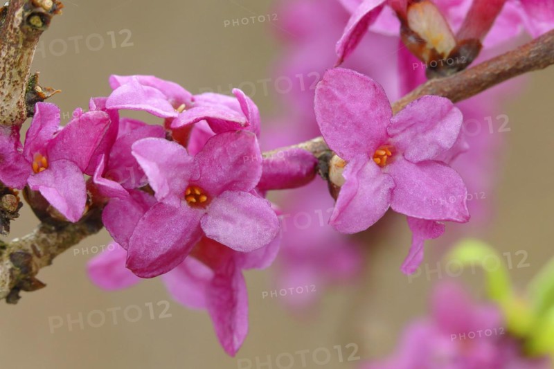 Daphne