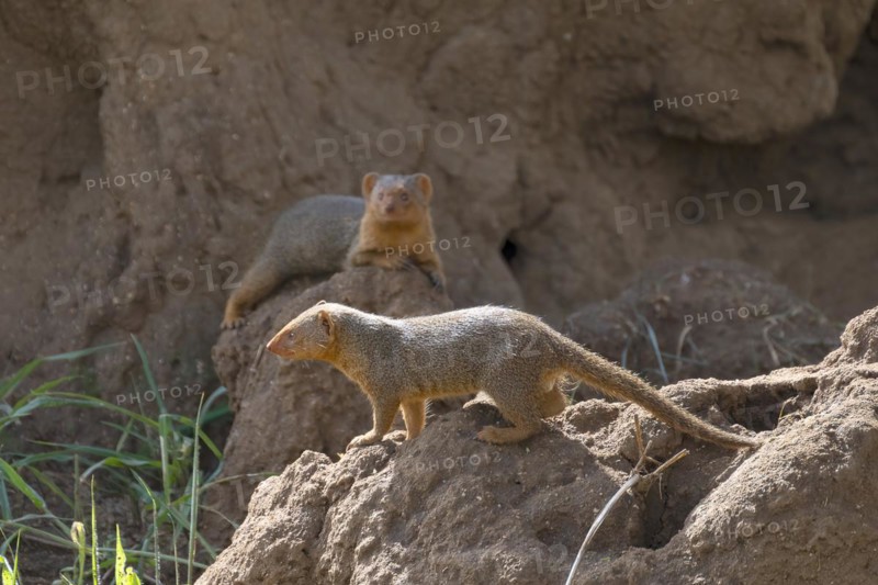 Mongoose