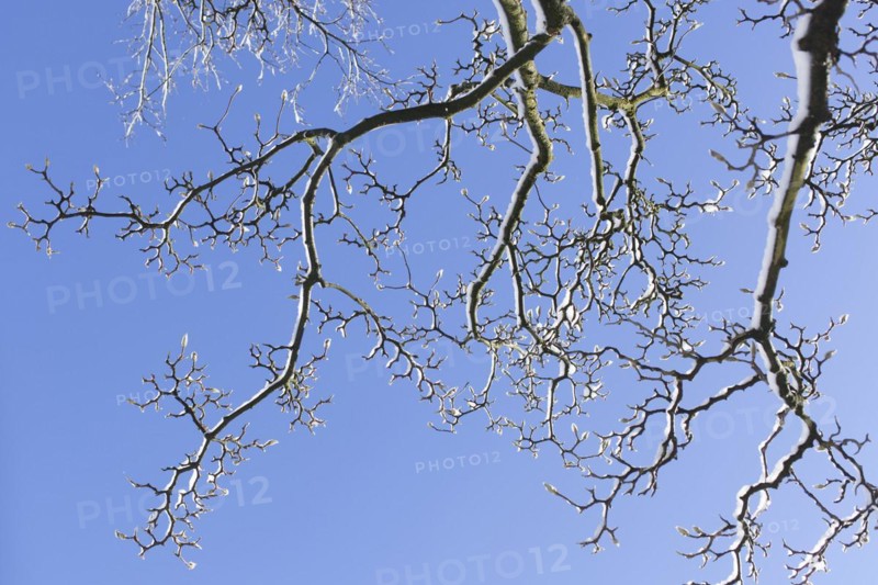 Snowy magnolia buds on tree branches in winter