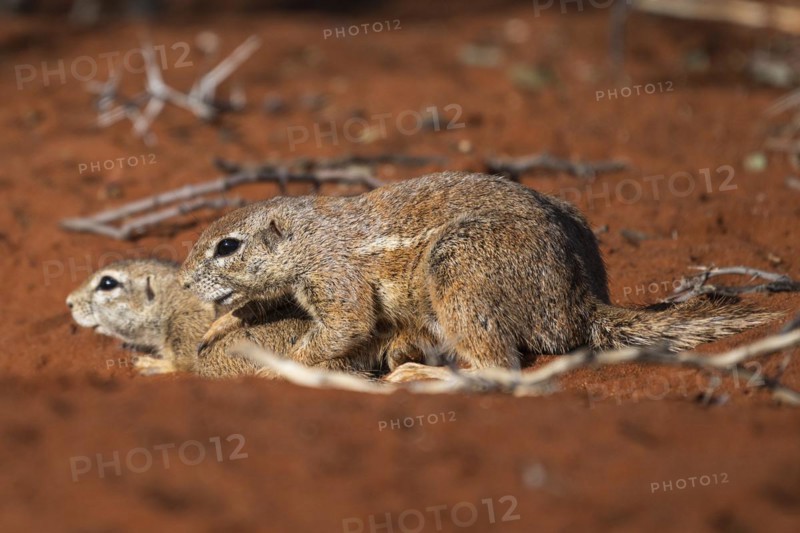 African bristle squirrel