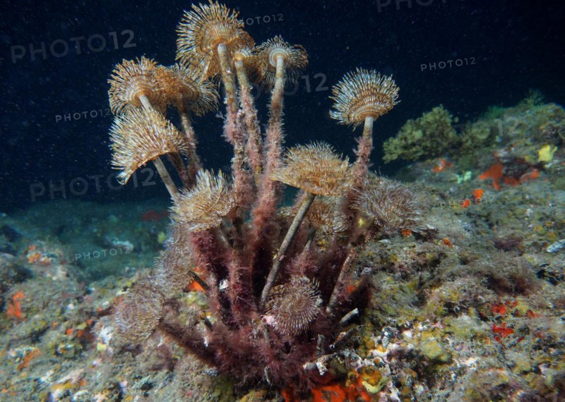 Mediterranean fanworm