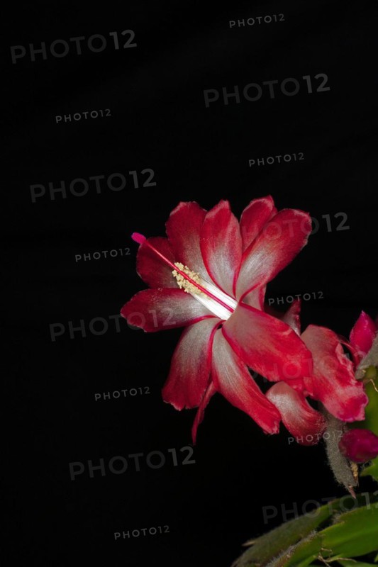Red flower of a Schlumbergera from the cactus family