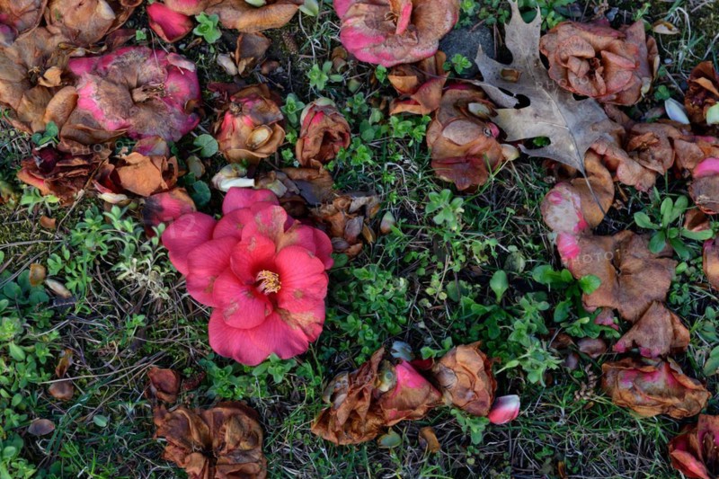 Withered camellia