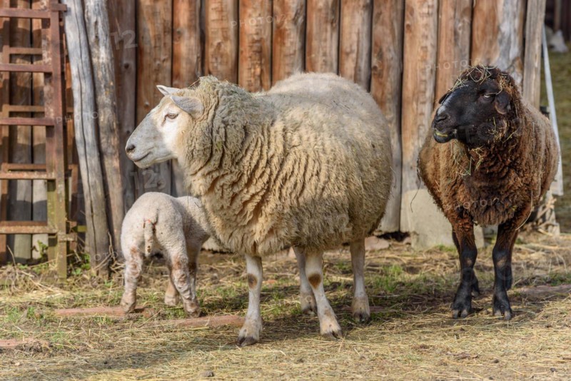 Lamb and sheep in a flock and pasture in a village in winter. Alsace