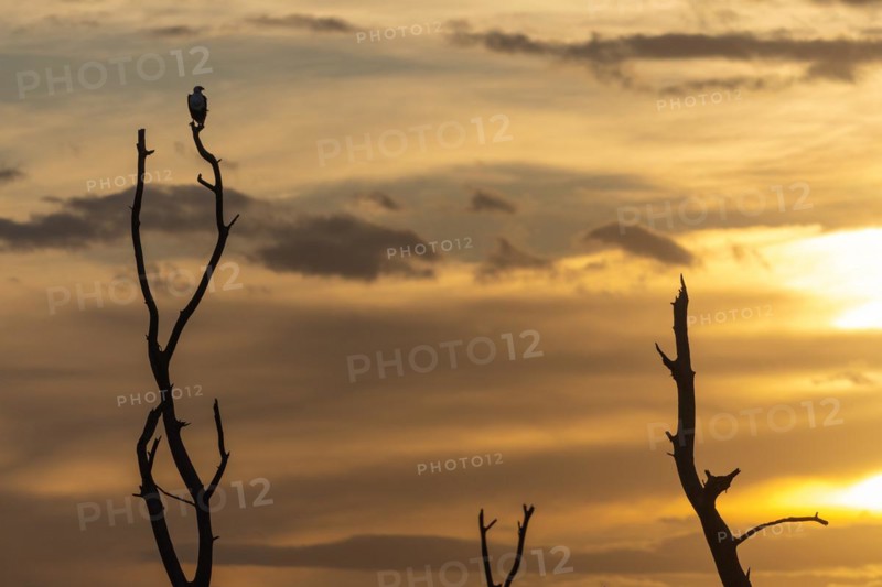 African Fish Eagle
