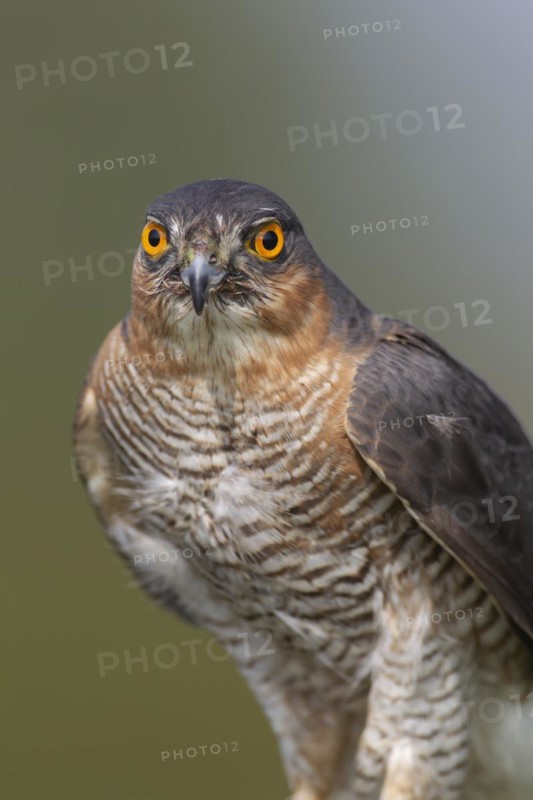 Sparrowhawk