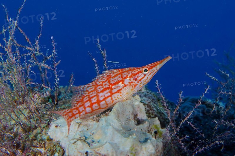 Longnose hawkfish