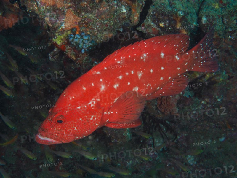 Tomato hind