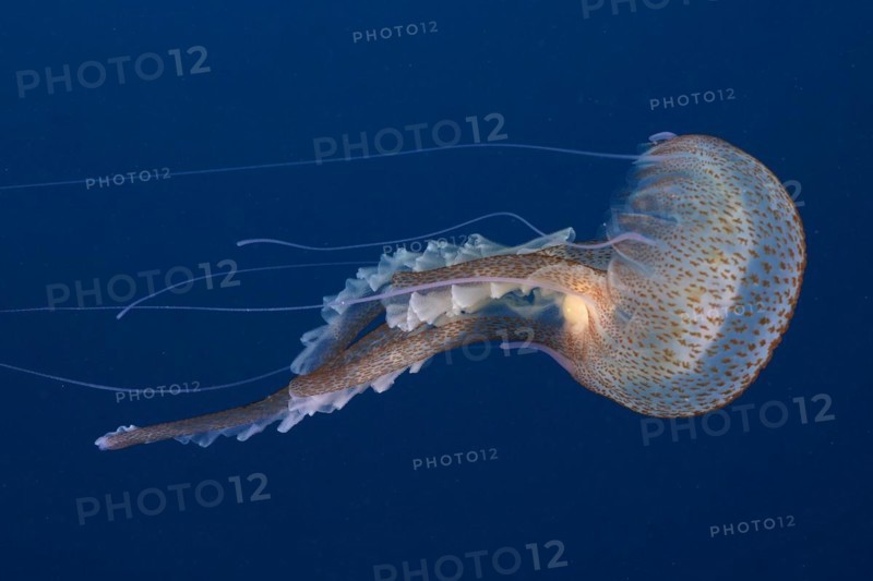 Mauve stinger