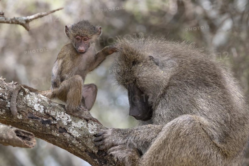 Olive baboon