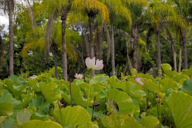 Many lotus