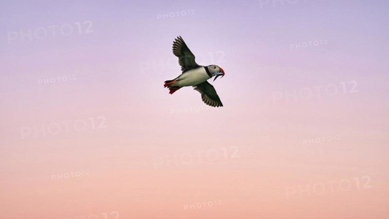 Puffin