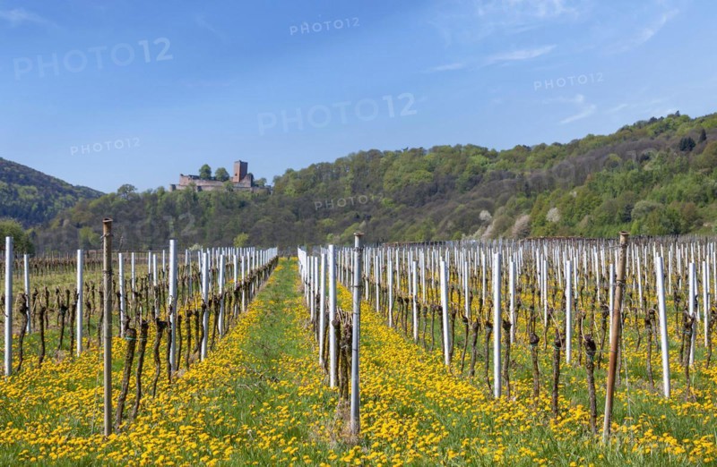 View over a vineyard field with flowering dandelions to the Palatinate Forest with the ruins of Landeck Castle