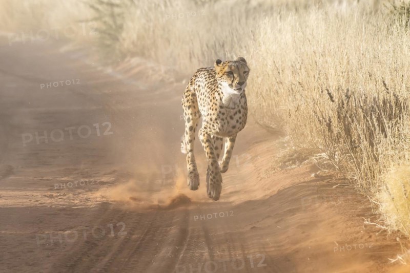 Cheetah