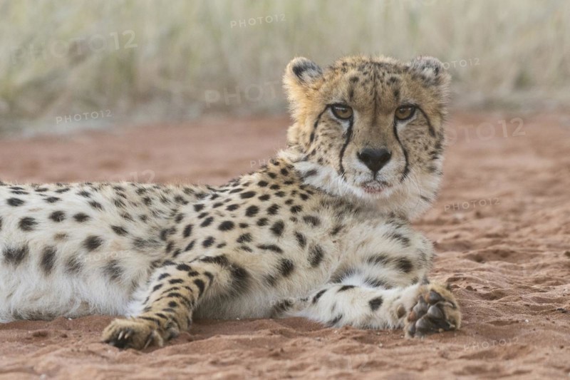 Cheetah