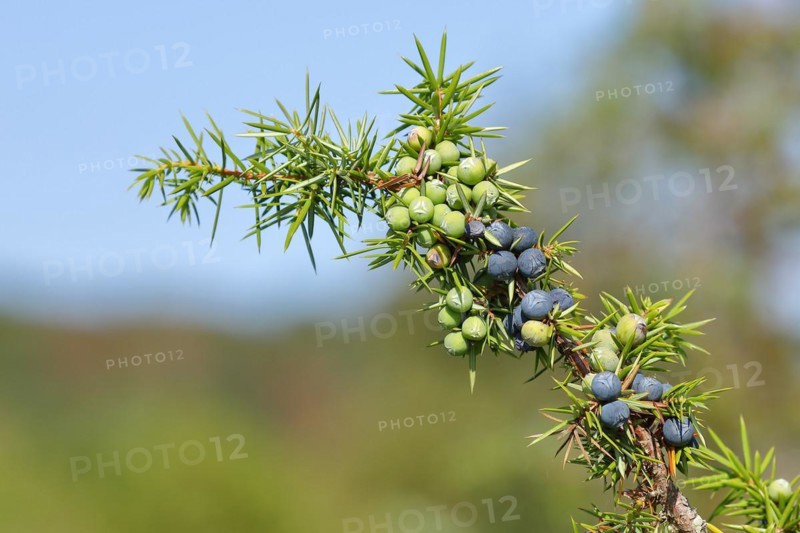 Common juniper