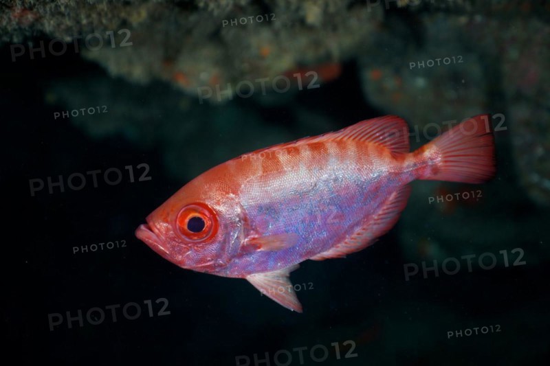 Bigeye glasseye snapper
