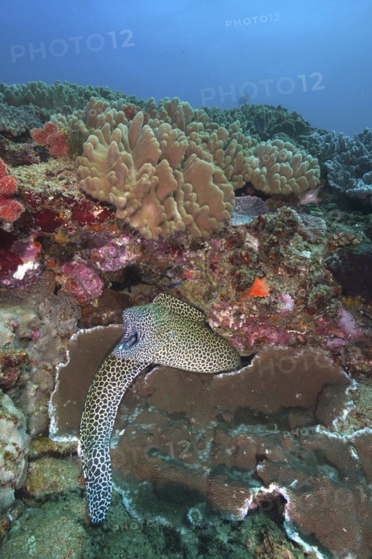 Laced moray