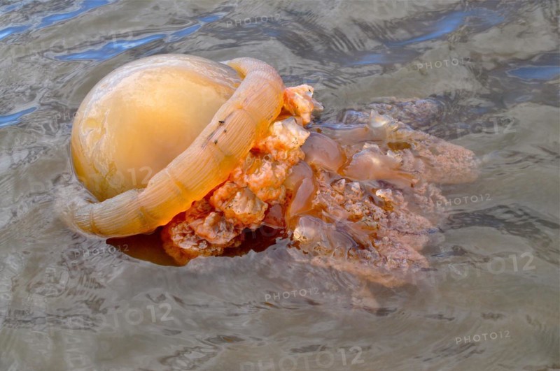 Stranded barrel jellyfish
