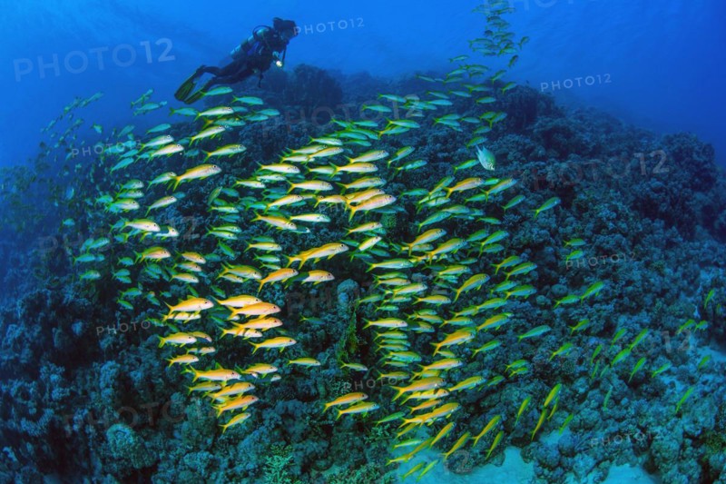 Diver swimming over viewed illuminated shoal of yellowfin goatfish