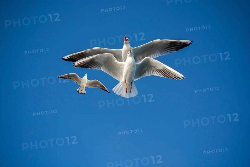 Pair of seagulls flying in blue a sky background