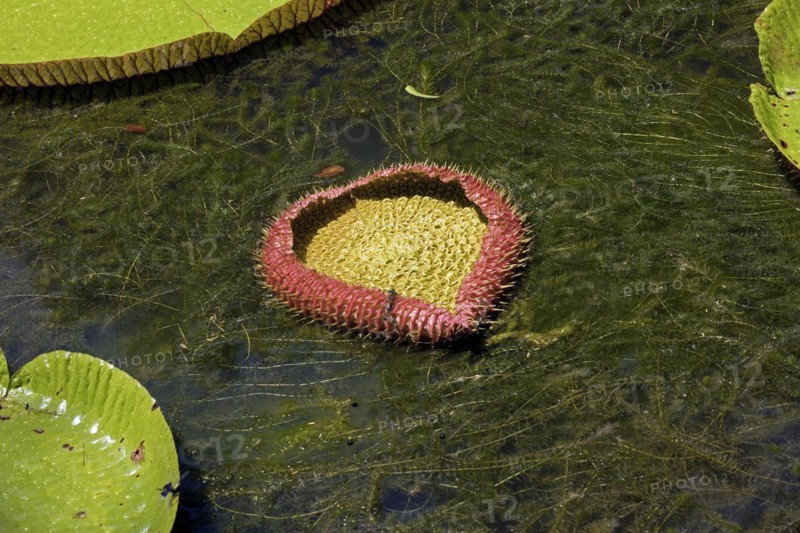 A freshly unfurling Victoria amazonica