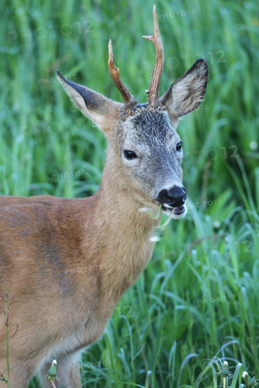Roe deer