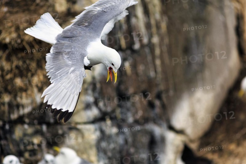 Kittiwake