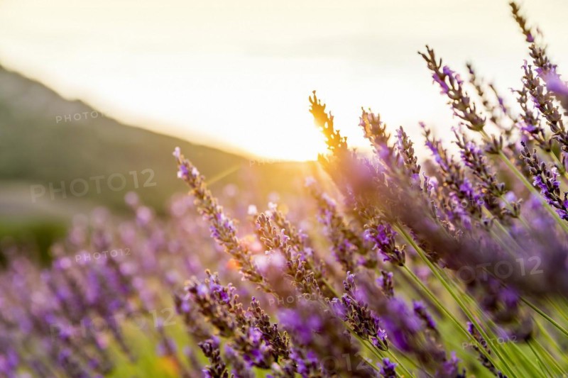 Lavender